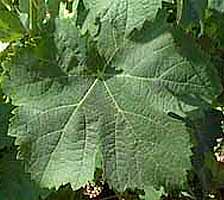 Leaf of Clairette
