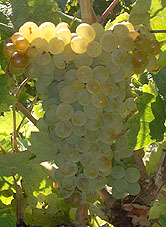 Bunch of Clairette