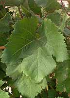 Leaf of Côt