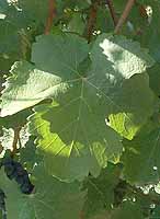 Leaf of Counoise