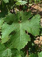 Leaf of Danlas
