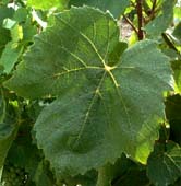 Leaf of Gamay