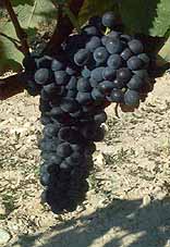 Bunch of Gamay