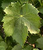 Leaf of Grenache