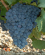 Bunch of Grenache Noir