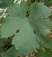 Leaf of Gros Vert