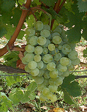 Bunch of Gros Vert