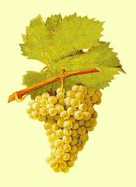 Bunch of Jacquère
