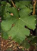 Leaf of Jurançon