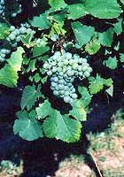 Bunch of Jurançon