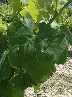 Leaf of Lledoner Pelut