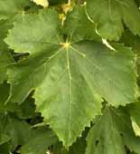 Leaf of Macabeu