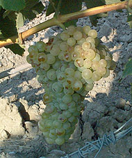 Bunch of Macabeu