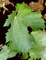 Leaf of Manseng