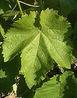 Leaf of Alphonse Lavallée