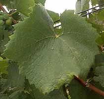 Leaf of Melon