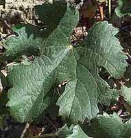 Leaf of Merlot