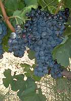 Bunch of Merlot