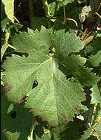 Leaf of Meunier