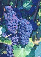Bunch of Meunier