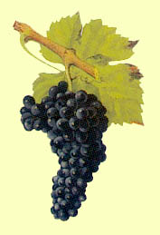 Bunch of Mondeuse