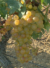 Bunch of Muscat blanc à petits grains