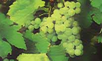 Bunch of Muscat Ottonel