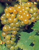 Bunch of Muscat Ottonel