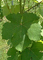 Leaf of Ondenc
