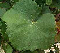 Leaf of Pinot Blanc