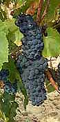 Bunch of Pinot Noir