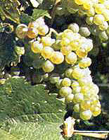 Bunch of Auxerrois