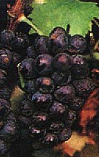 Bunch of Poulsard