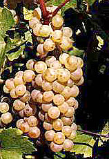Bunch of Savagnin