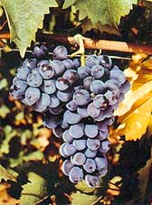 Bunch of Sciaccarello