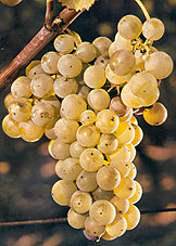 Bunch of Sémillon botrytisé