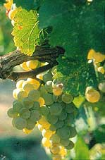 Bunch of Sémillon