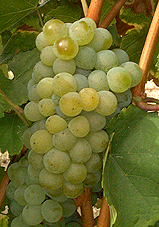 Bunch of Sylvaner