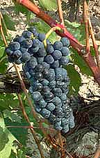 Bunch of Tempranillo