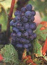 Bunch of Trousseau