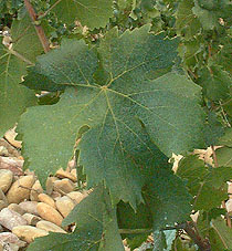 Leaf of Brun Argenté