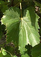 Leaf of Baco noir