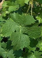 Leaf of Barbaroux