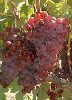 Bunch of Barbaroux