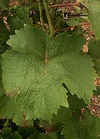 Leaf of Béquignol