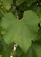 Leaf of Caladoc
