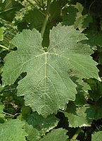 Leaf of Camaralet de Lasseube