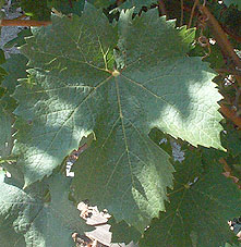 Leaf of Cabernet Franc