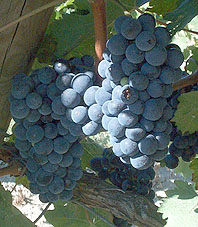 Bunch of Cabernet Franc