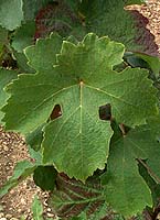 Leaf of Canari